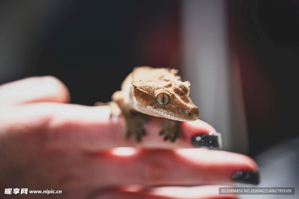 手掌上的小蜥蜴