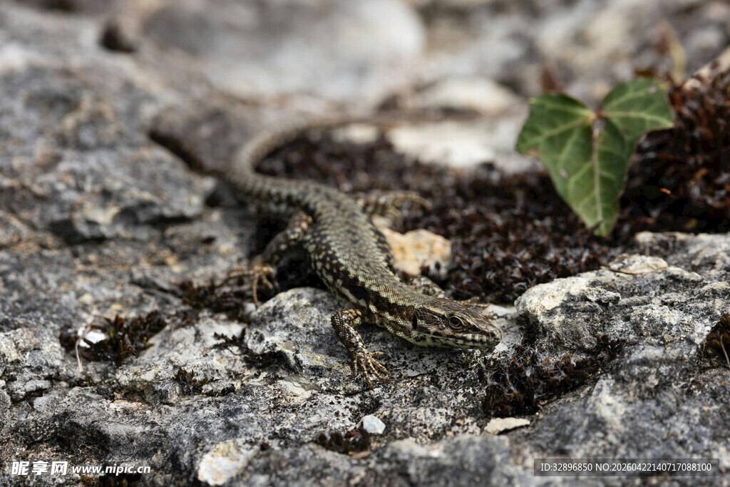 岩石上的小蜥蜴