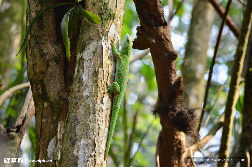 丛林中的树干与绿植