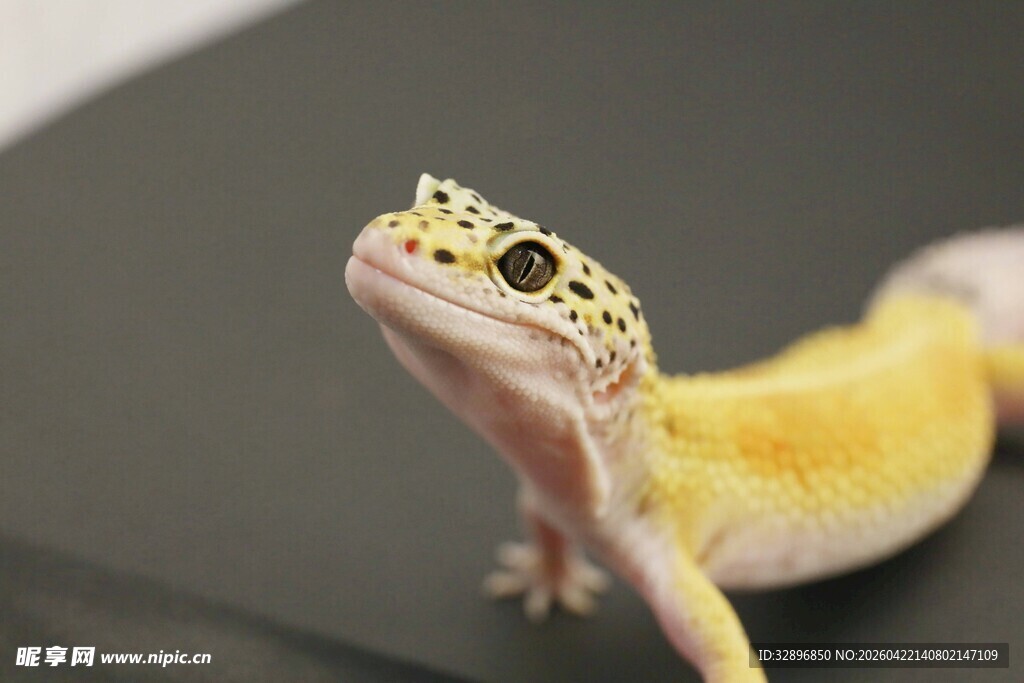 可爱豹纹守宫特写