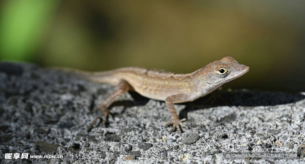 岩石上的小蜥蜴