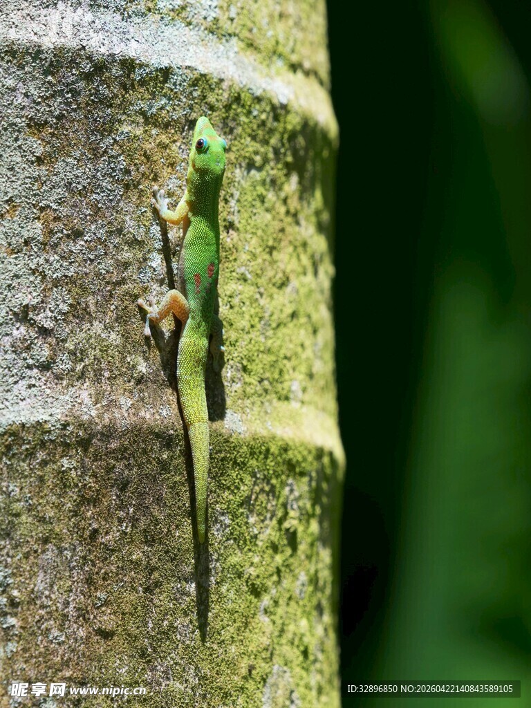 树干上的绿蜥蜴