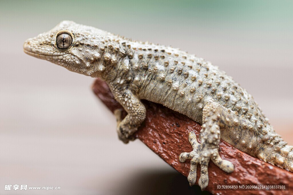 栖息于枝的斑点壁虎