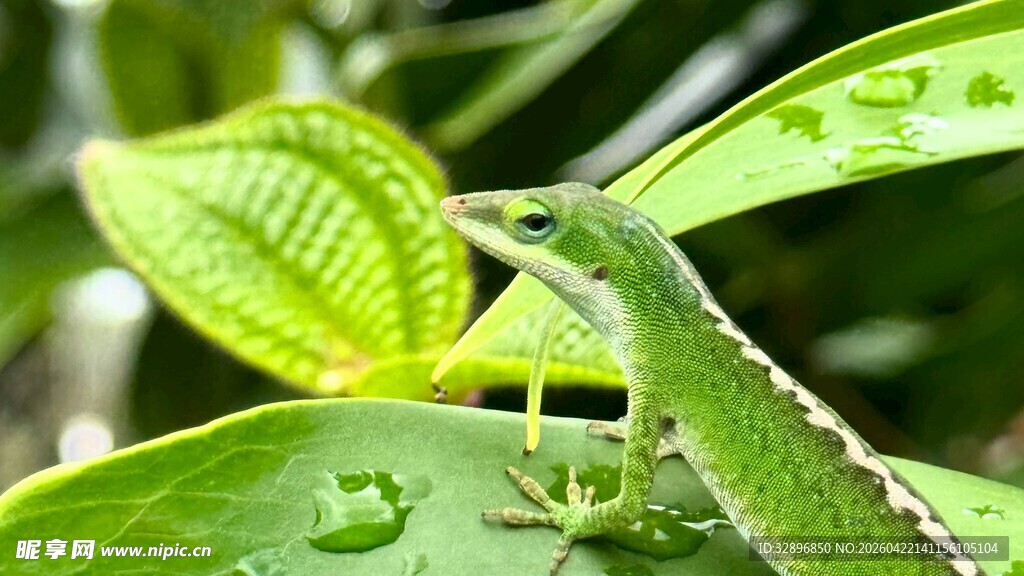 绿叶上的翠绿蜥蜴