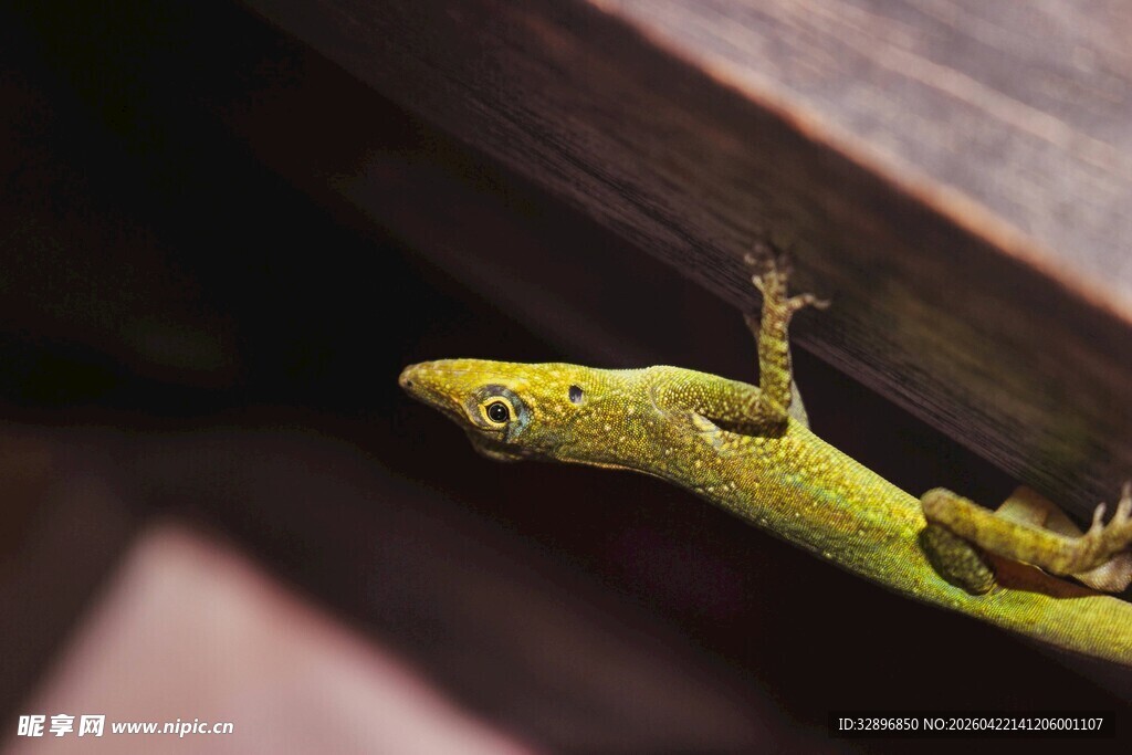 绿色壁虎攀附于木上
