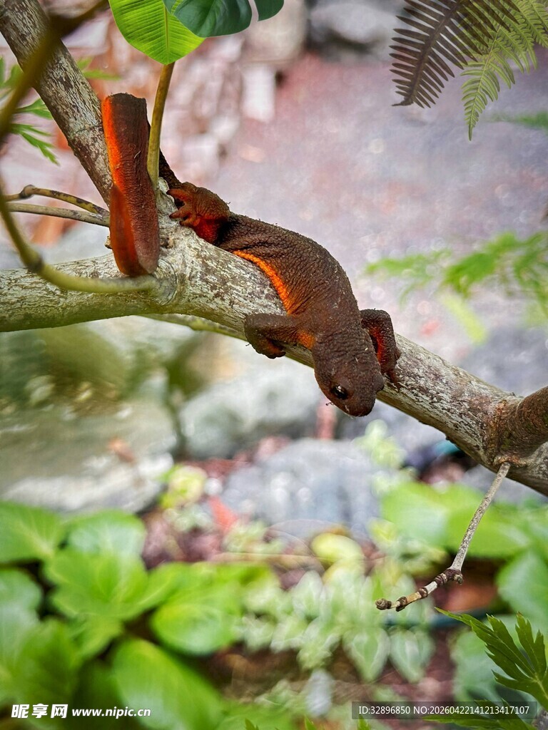 蜥蜴