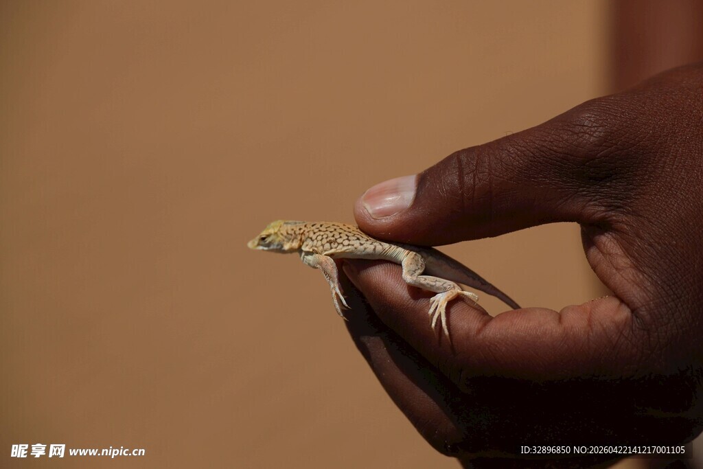 手托小蜥蜴