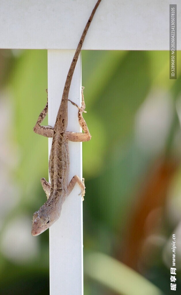 壁虎攀附于白色杆上
