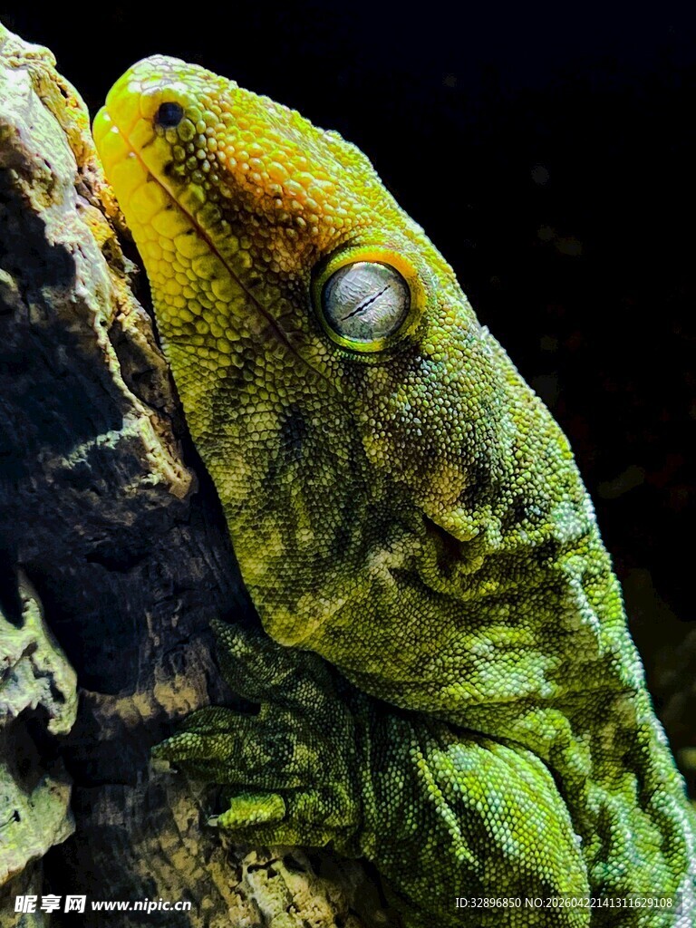 绿色蜥蜴栖息于岩石上