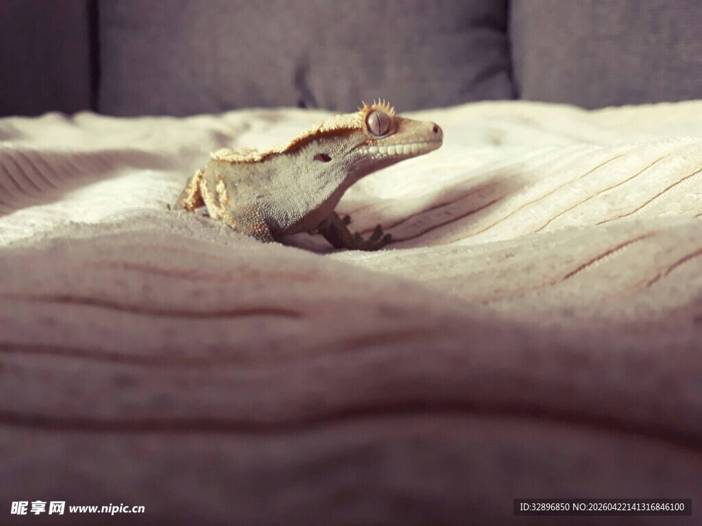 床上的蜥蜴
