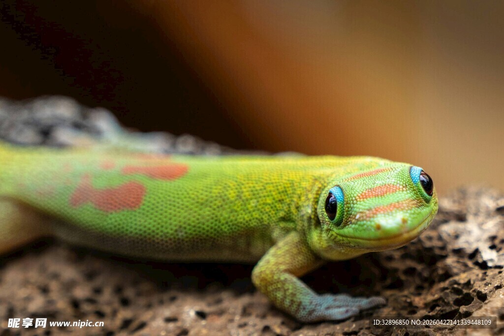 翠绿斑点壁虎特写