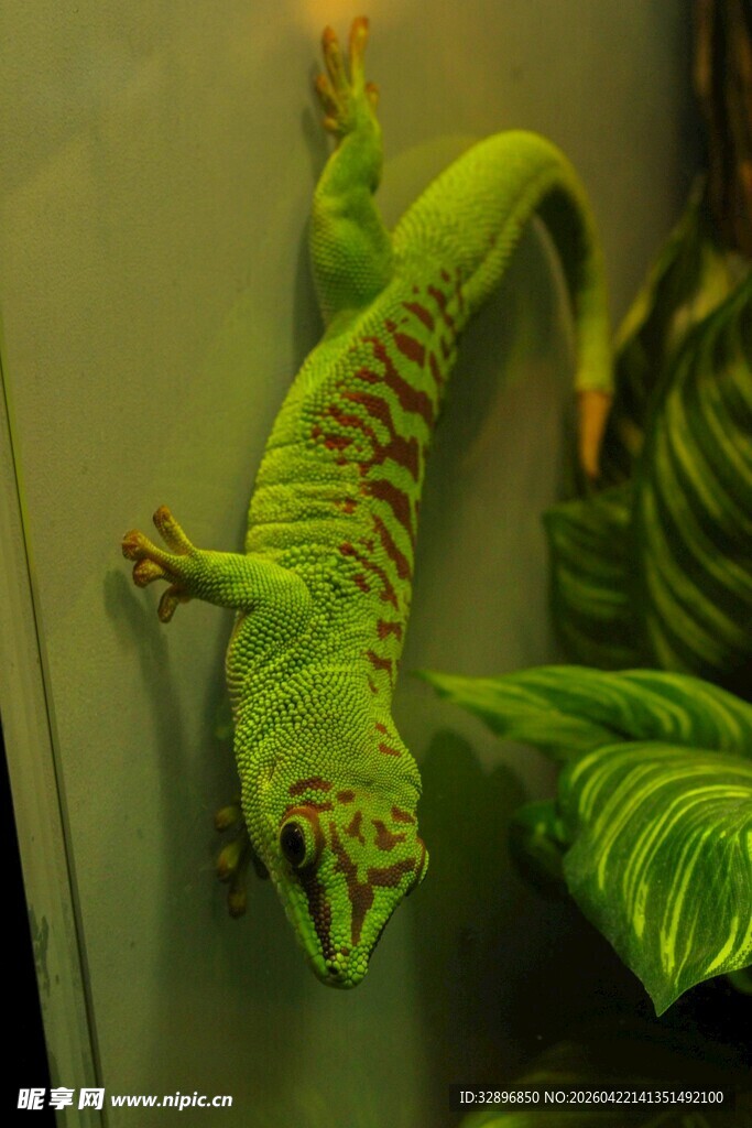 翠绿壁虎攀附于绿叶旁