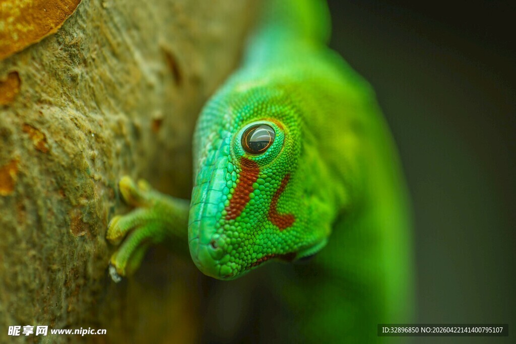 绿色壁虎特写