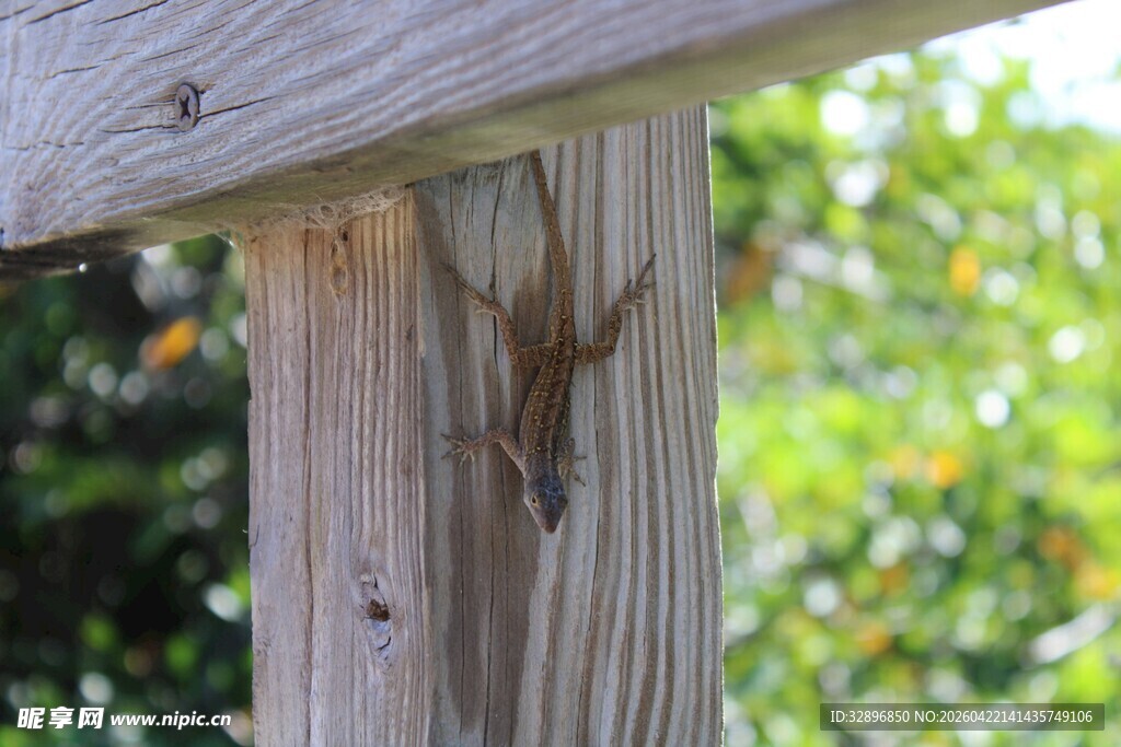 木柱上的壁虎