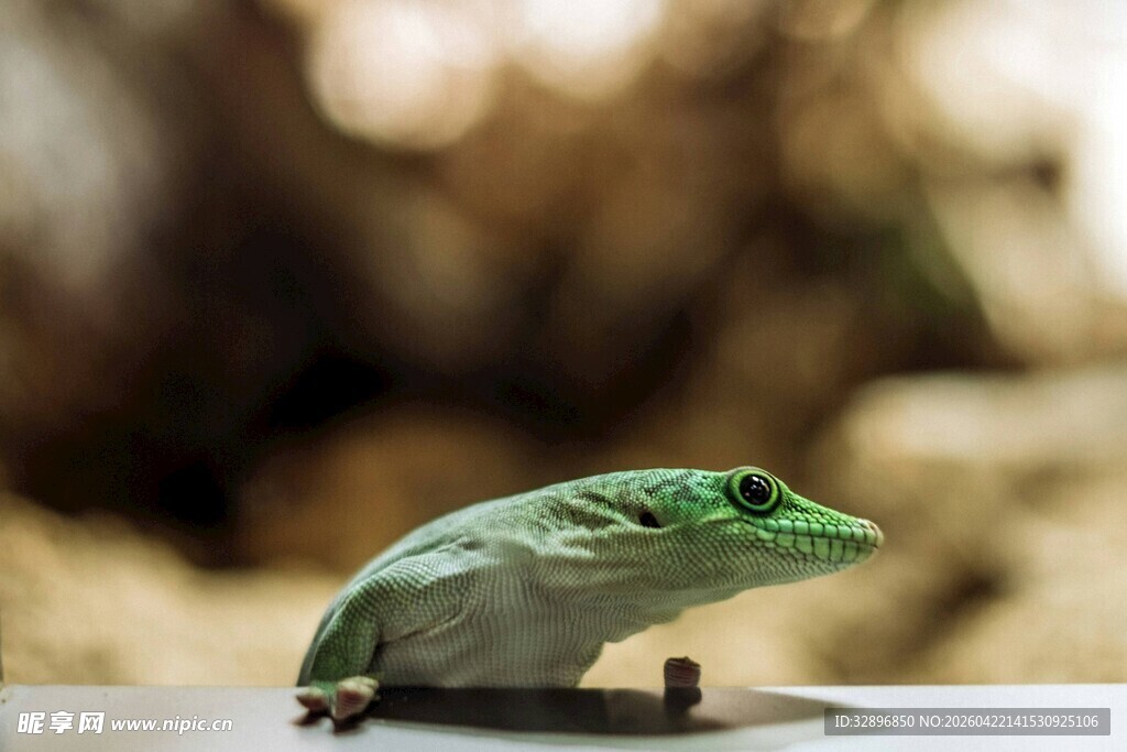 绿色蜥蜴特写