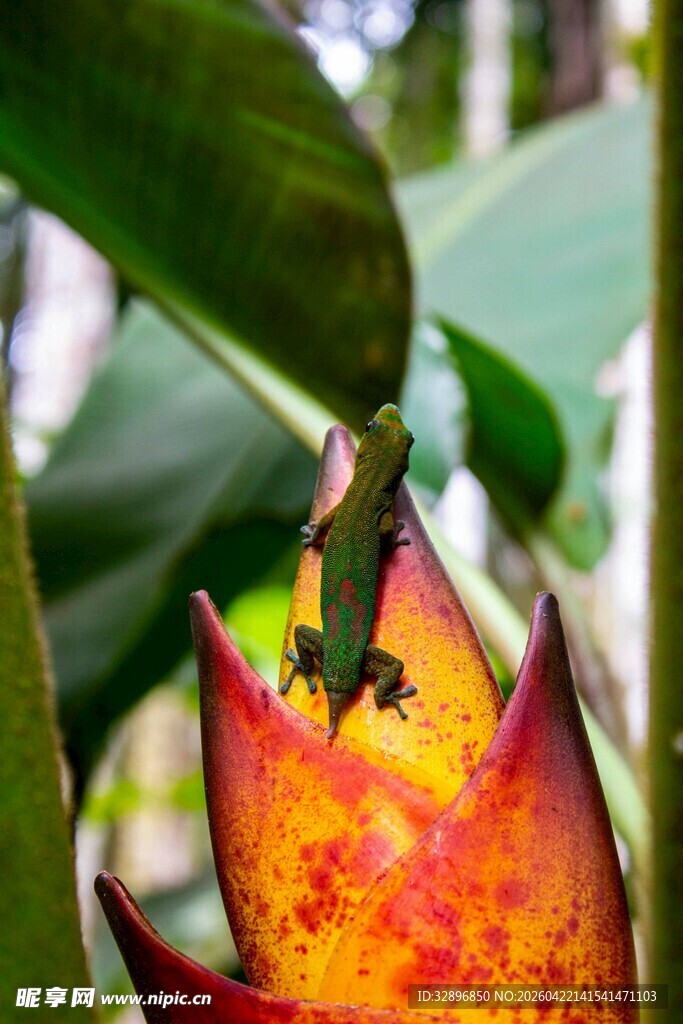 艳丽奇特的热带花卉