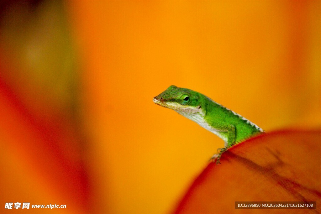 绿叶上的绿色小蜥蜴