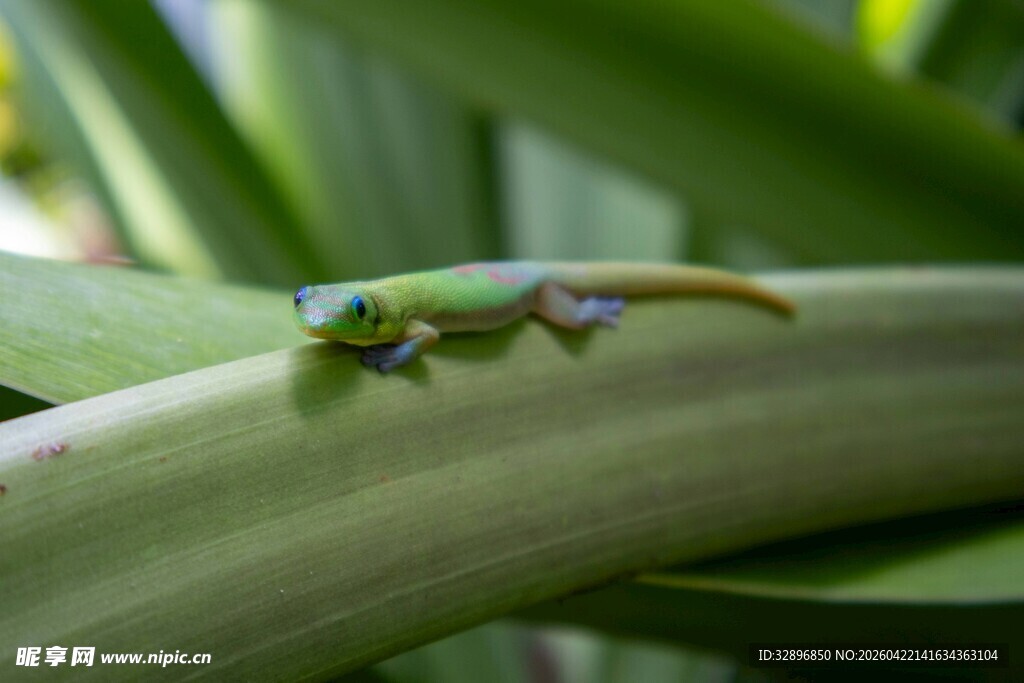 绿叶上的绿色小蜥蜴