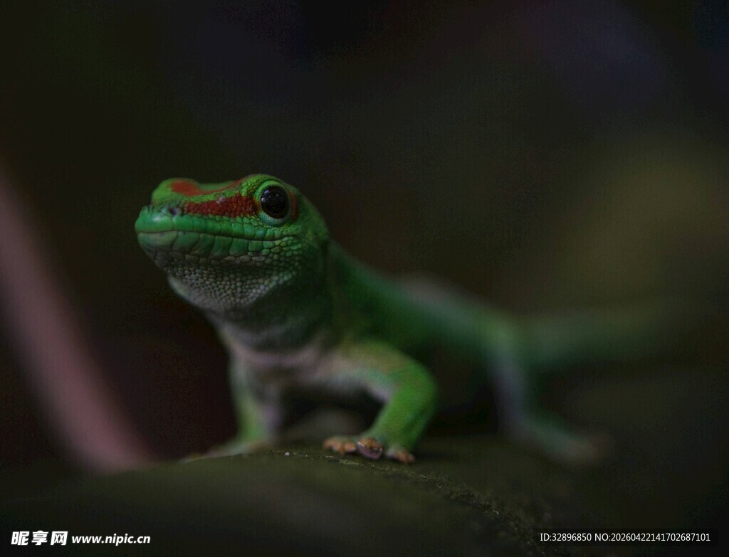 翠绿壁虎特写