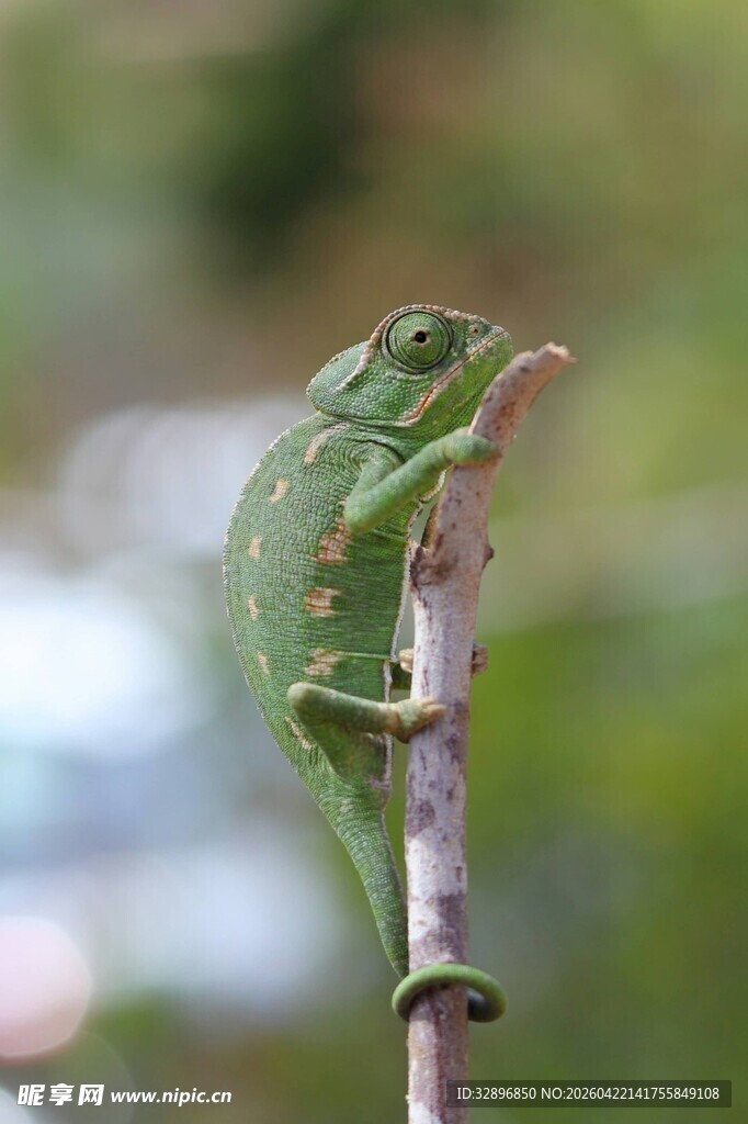 枝头的绿色变色龙
