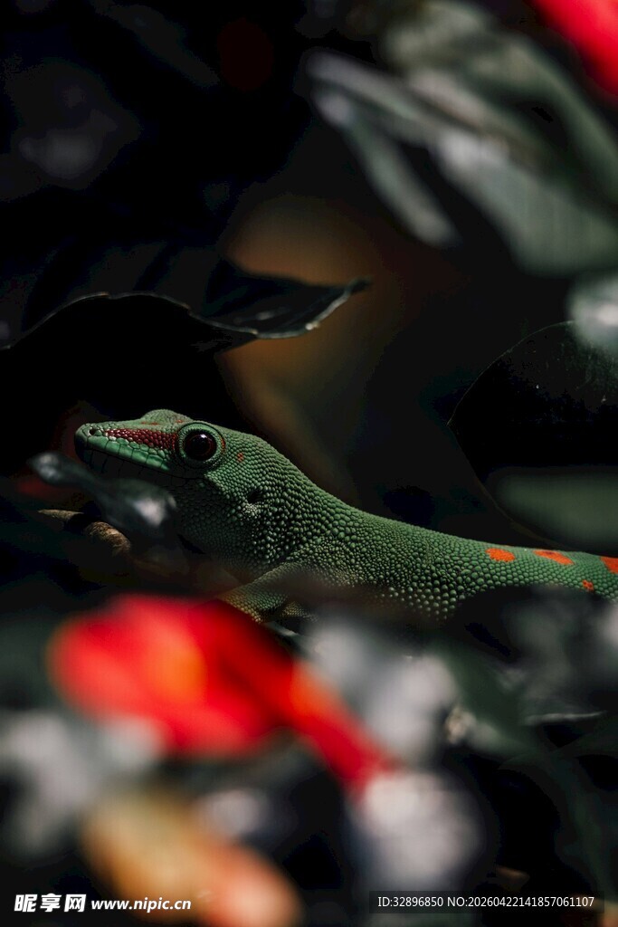 多彩叶片下的神秘景象