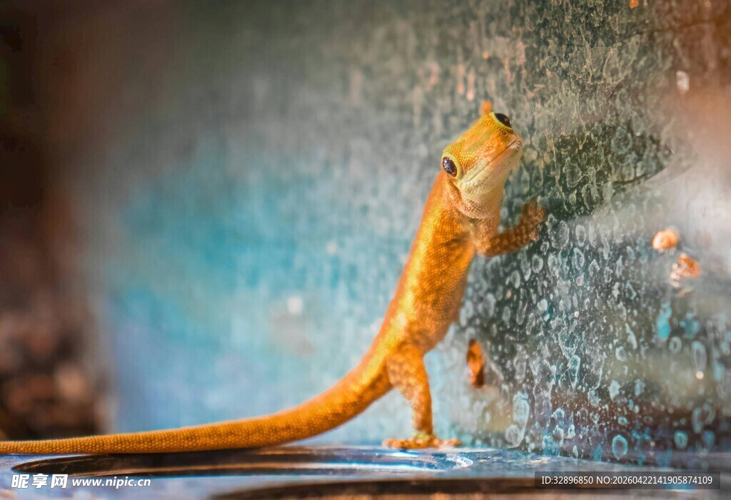 橙色壁虎攀爬在玻璃上