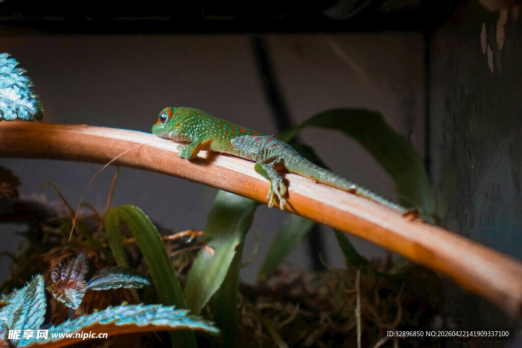 树枝上的绿色蜥蜴