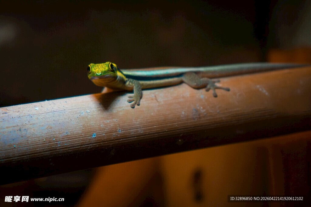 栖息在金属杆上的蜥蜴