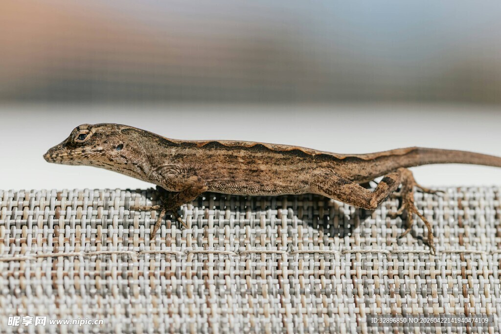 趴在织物上的棕色小蜥蜴
