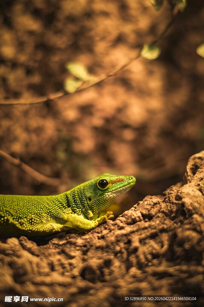 翠绿蜥蜴栖息于枯叶间