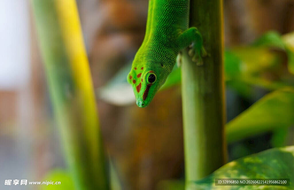 绿叶上的翠绿壁虎