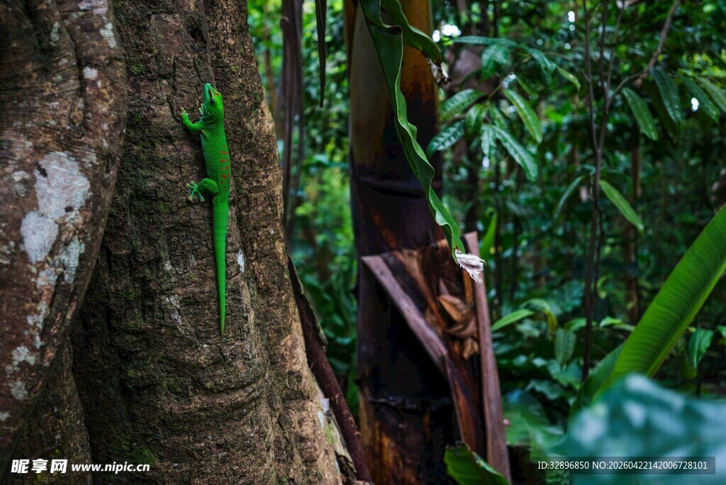 雨林中粗壮树干与繁茂植被