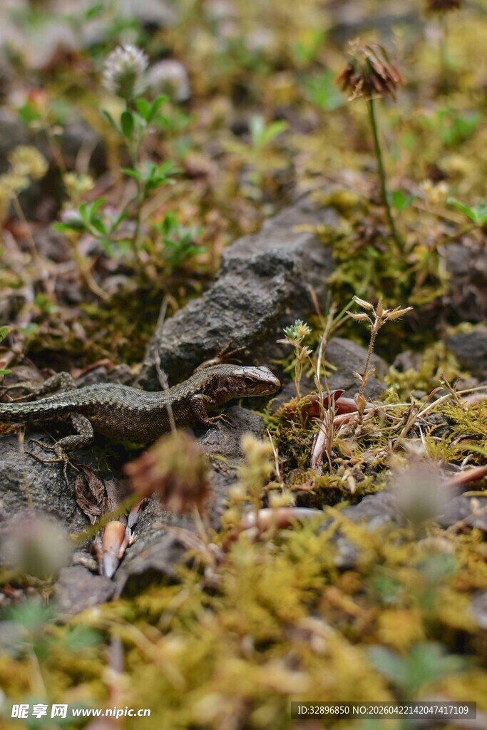 地面上的苔藓与石块