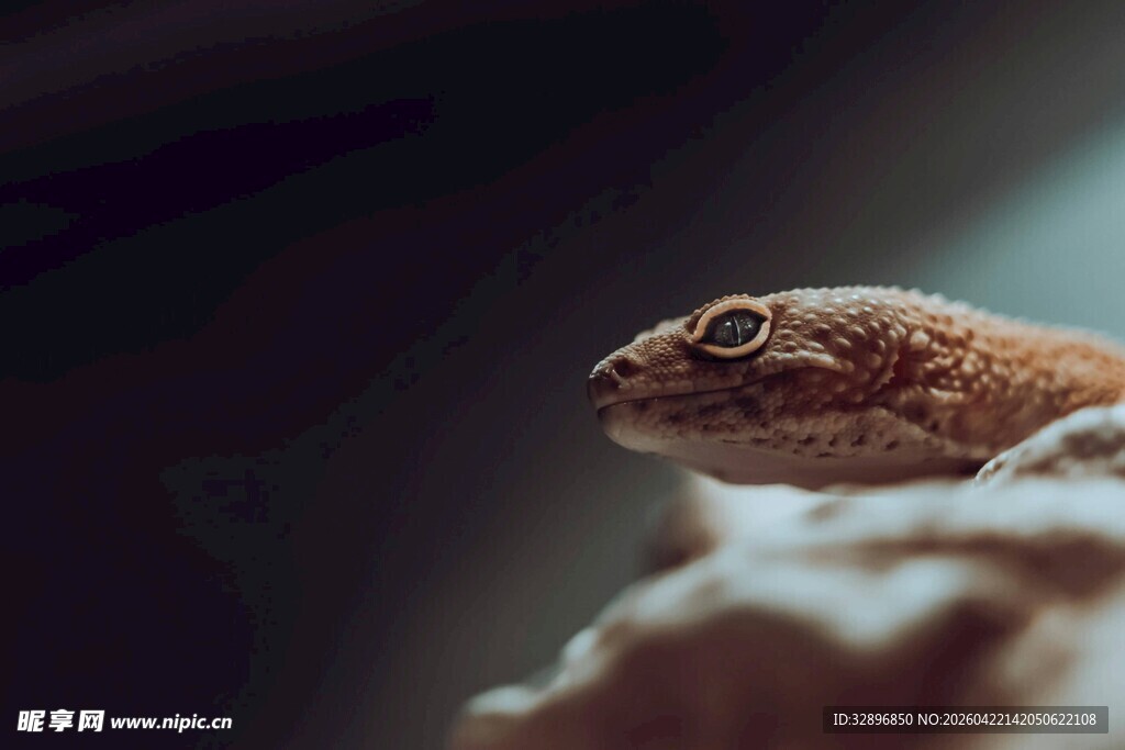 特写可爱的壁虎