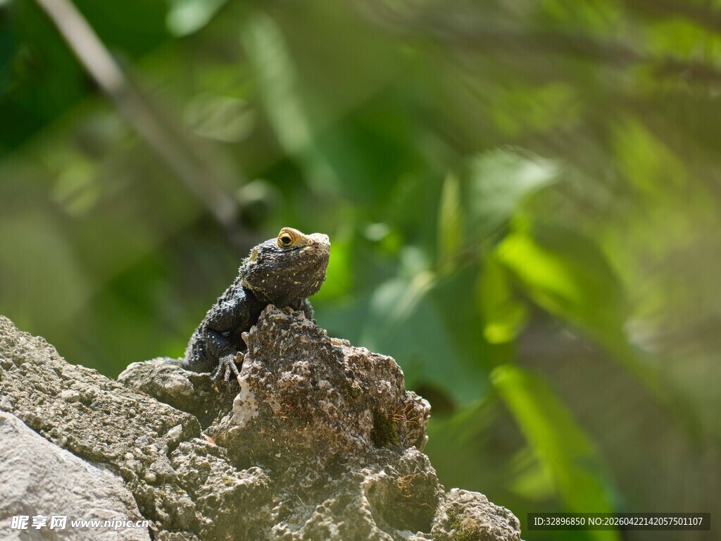 岩石上的小蜥蜴