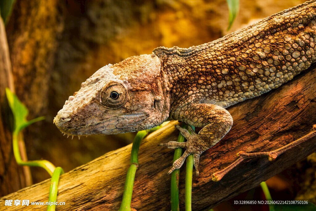 树枝上的斑驳蜥蜴