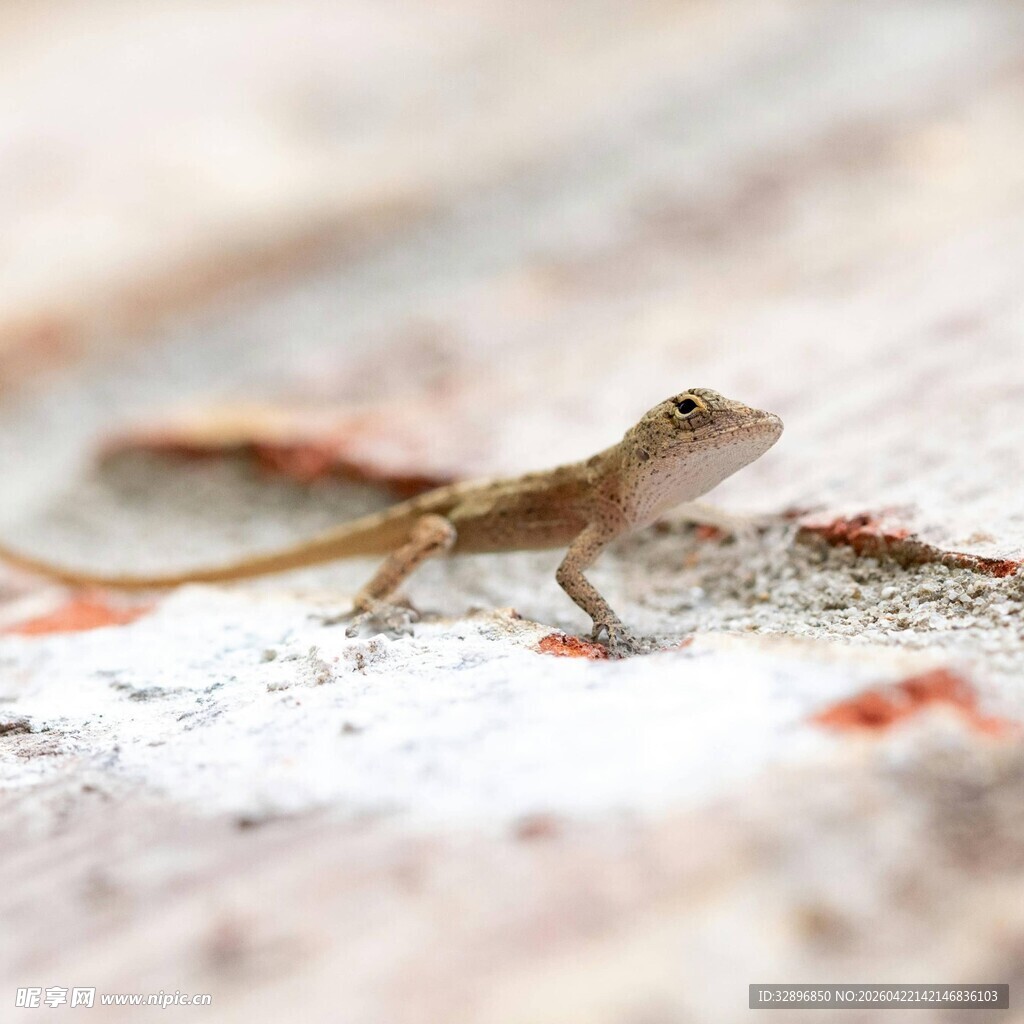 岩石上的小蜥蜴