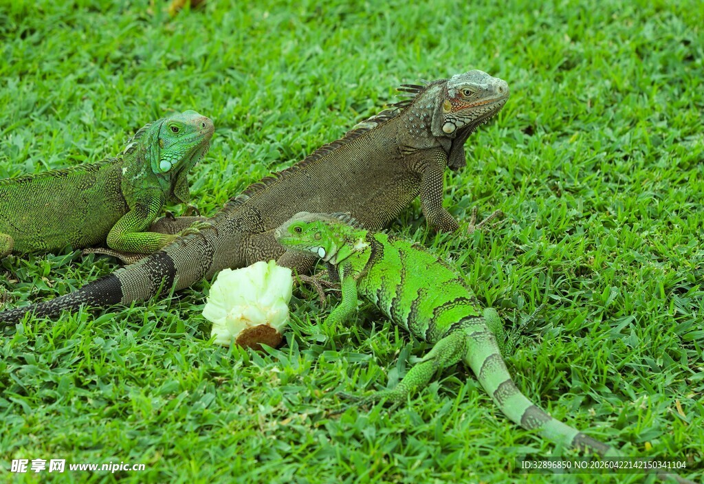 草地上的几只绿鬣蜥