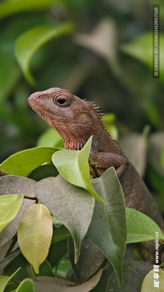 绿叶间的变色树蜥