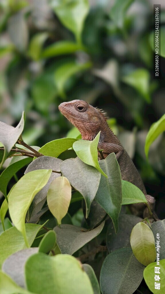 绿叶间的褐色小鸟