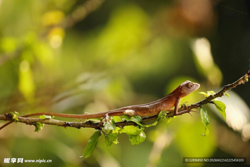 树枝上的多彩蜥蜴