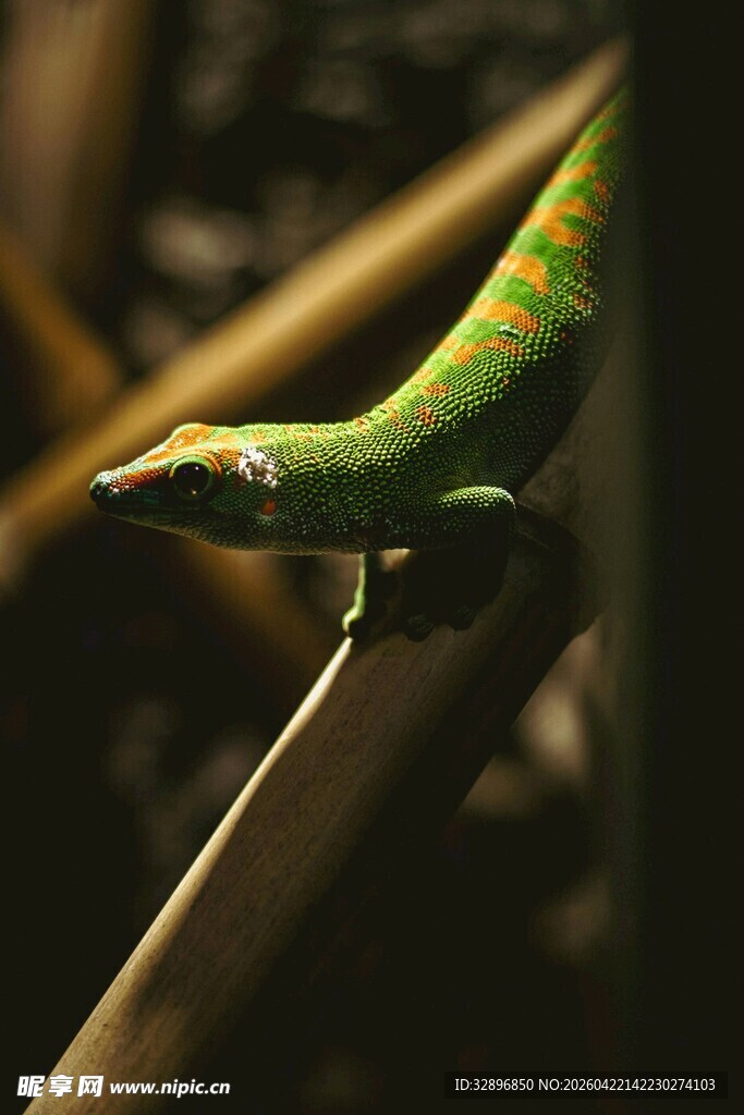 翠绿蜥蜴栖息于树枝间