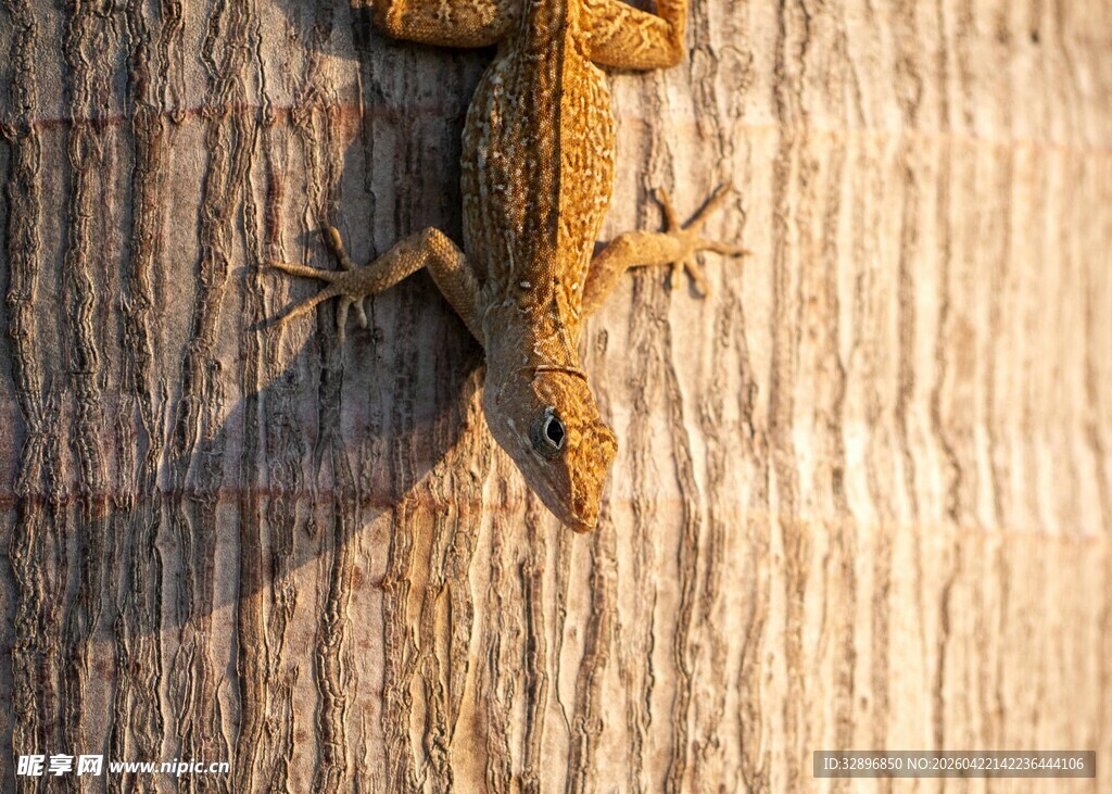 树干上的棕色蜥蜴