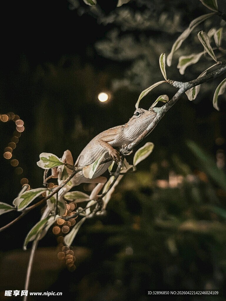 蜥蜴