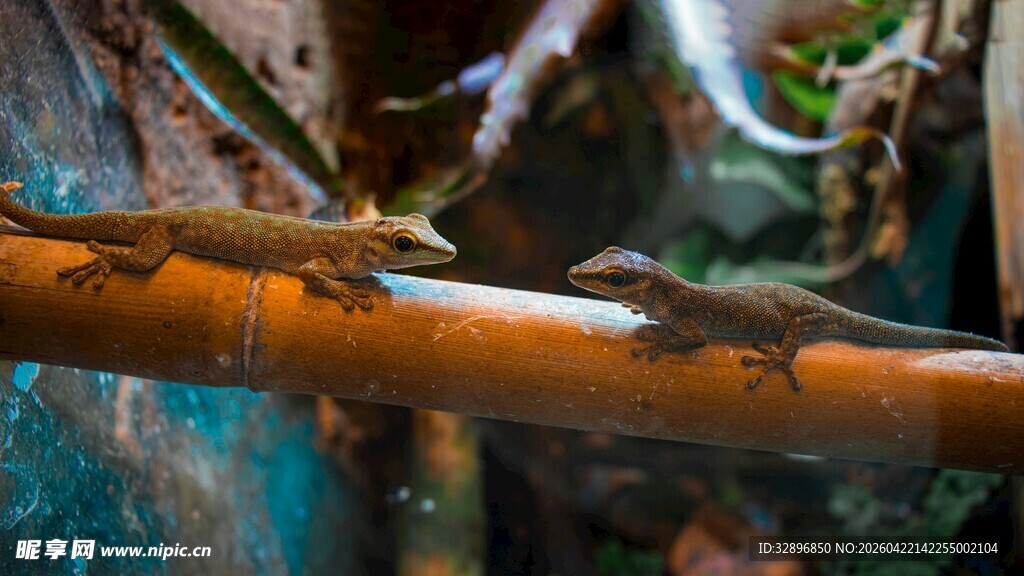 树枝上的多彩蜥蜴