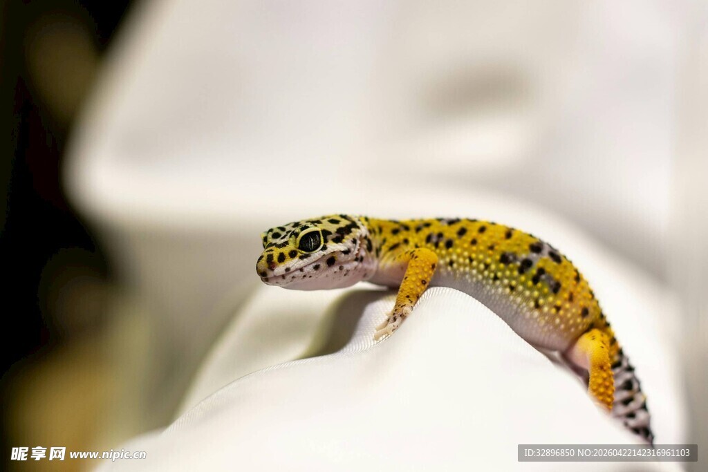 多彩壁虎栖息于白色物体上