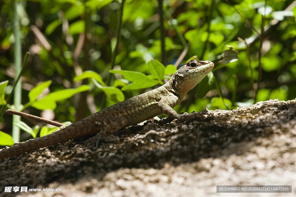 岩石上的绿蜥蜴