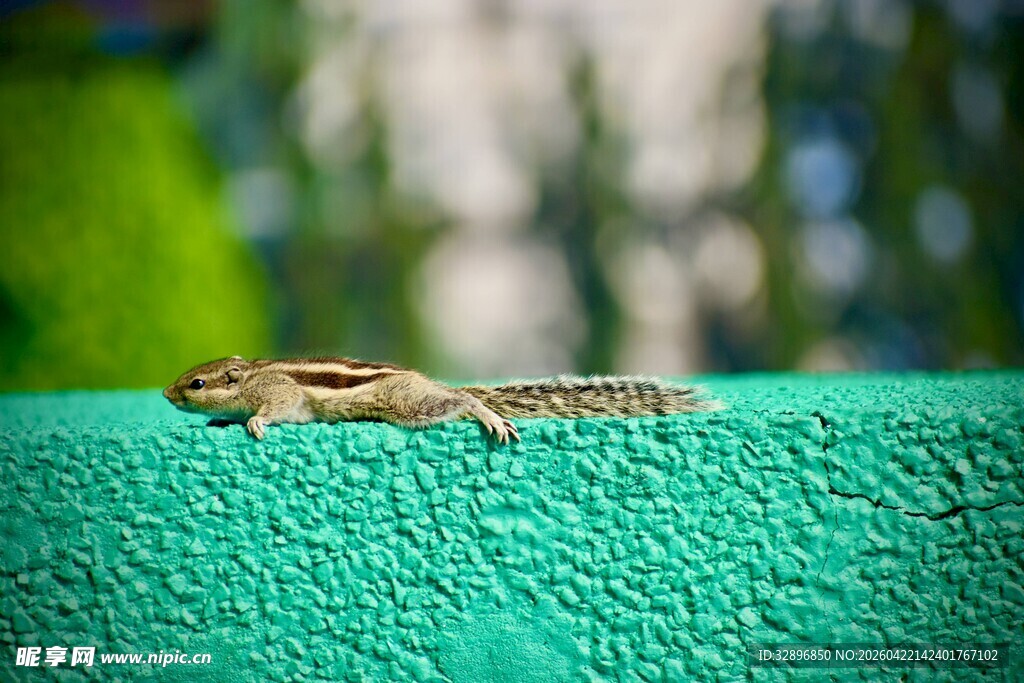 绿色表面上的小蜥蜴