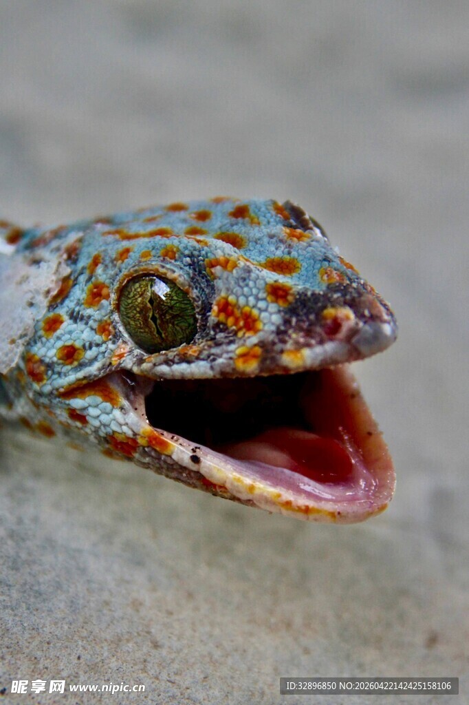 多彩蜥蜴张嘴特写