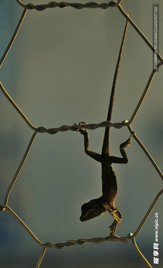 空中吊索上的矫健身影